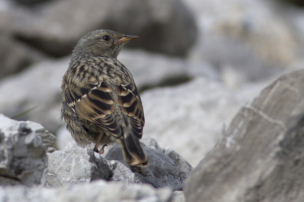 Prunella collaris, Alpine Accentor